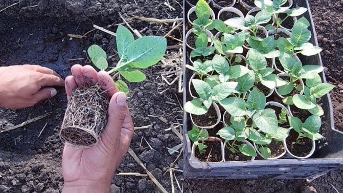 Пошаговая инструкция: как вырастить картофель из семян в домашних условиях