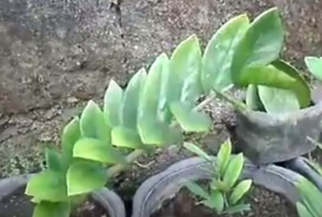 Пожелтел замиокулькас