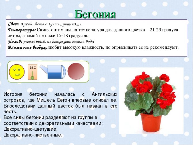 правила ухода за бегонией