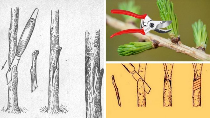 Прививка лиственницы