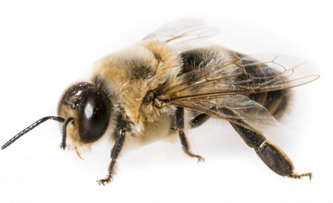 Продолжительность и особенности жизни пчелы