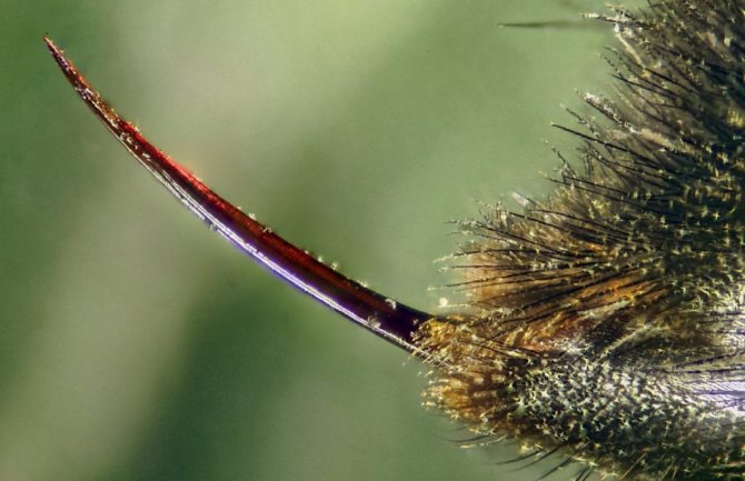 Продолжительность и особенности жизни пчелы