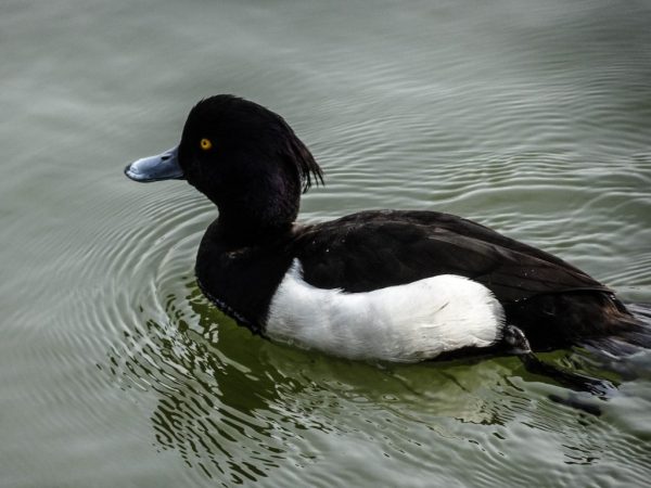 Продуктивные качества самые низкие среди хохлаток — заводятся преимущественно в декоративных целях