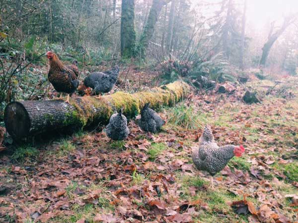 Прогулка в лесу