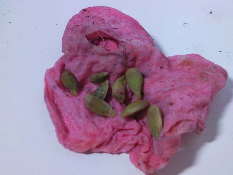 проращвание-семечек-мандарина-в-ткани