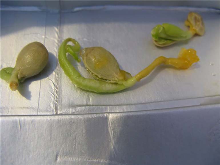 пророщенная-семечка-мандарина