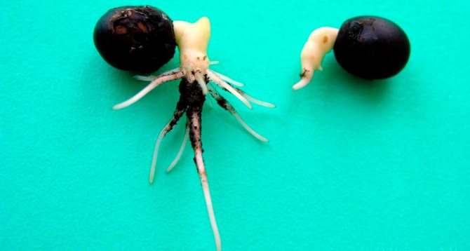 Проросшие семена канны