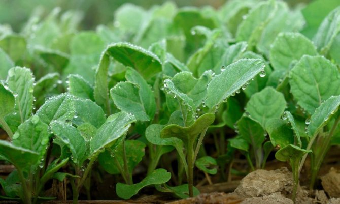 Рассада цветной капусты