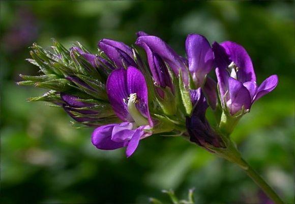 растение для почвы