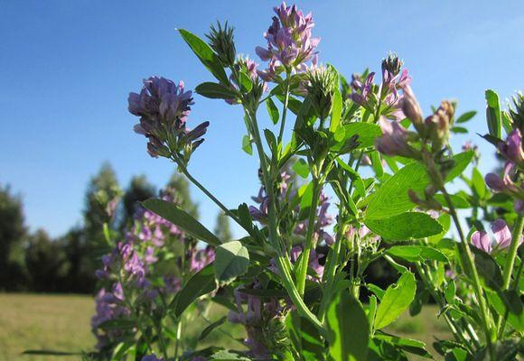 растение для улучшения состава грунта