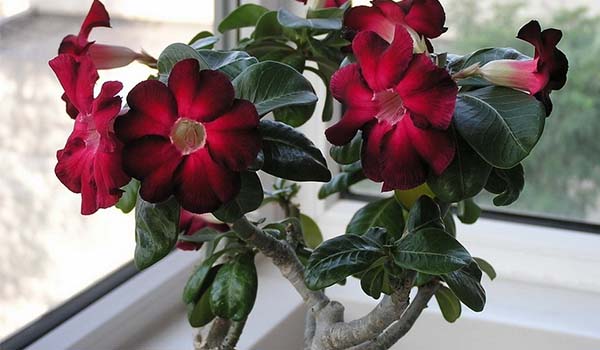 растение на окне фото