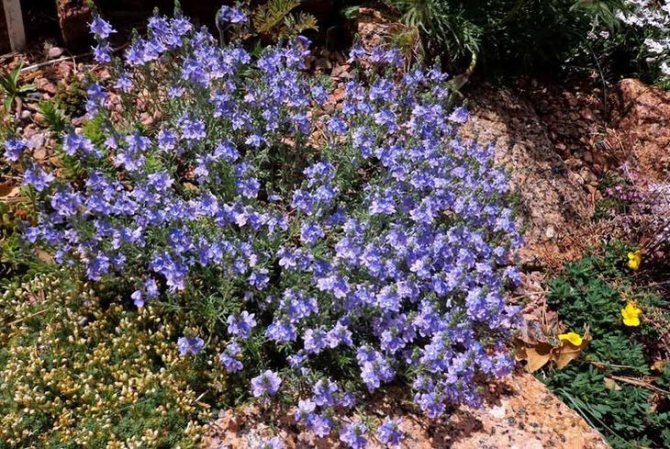 Растение вероника на клумбе