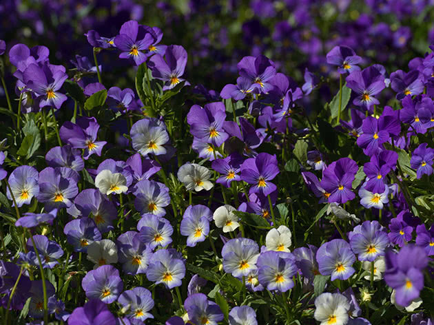 Растение виола