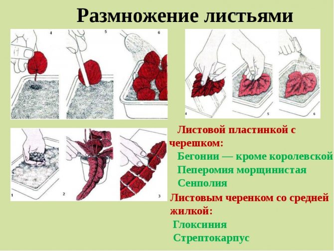 размножение бегонии листвой