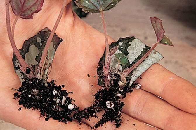 Размножение делением клубней