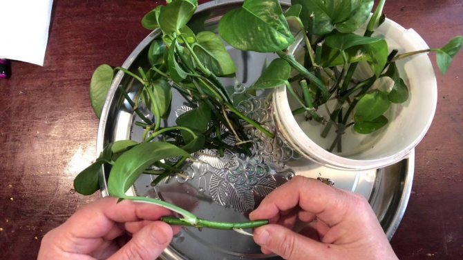 Размножение и укоренение сциндапсуса