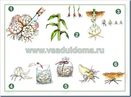 Размножение лилий