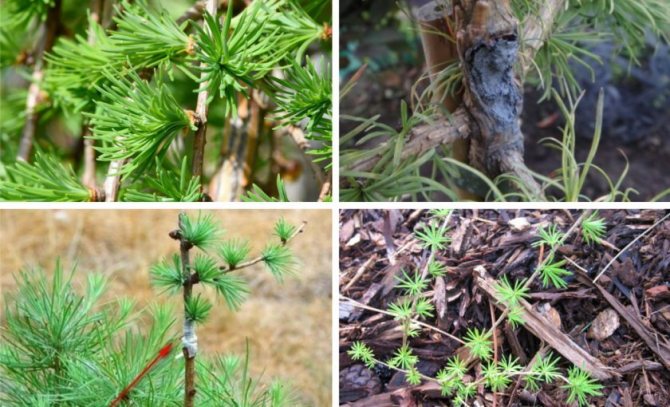 Размножение лиственницы черенками