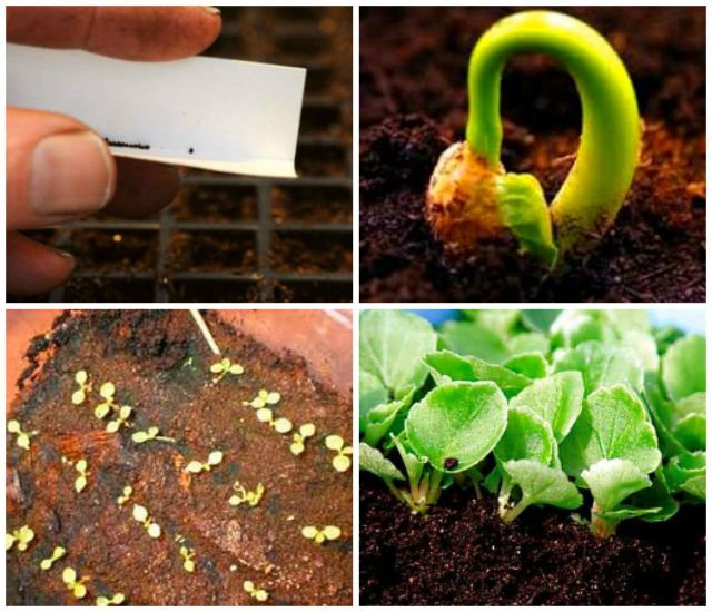 Размножение семенами