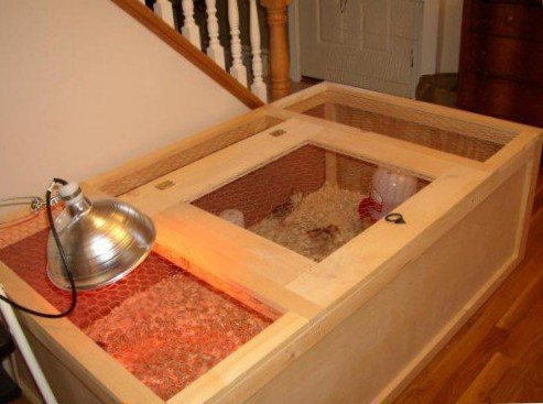 Разведение и содержание перепелов дома, на даче, на участке