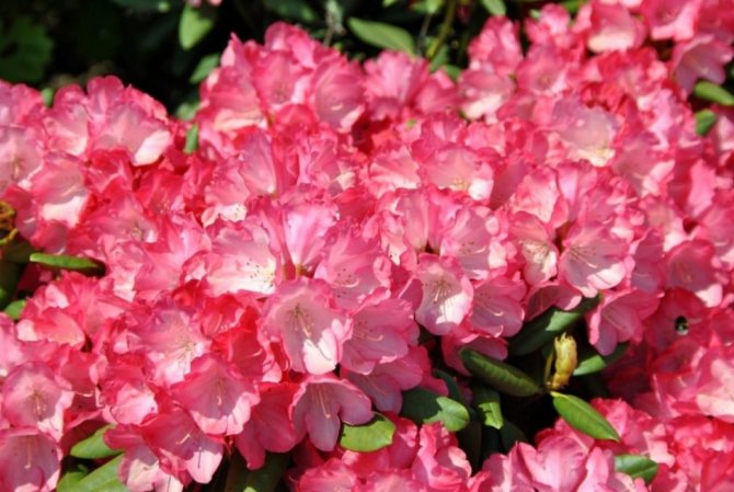 Рододендрон якушиманский