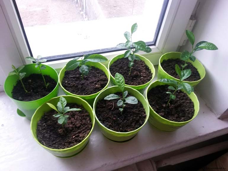 Ростки-мандарина-в-грунте