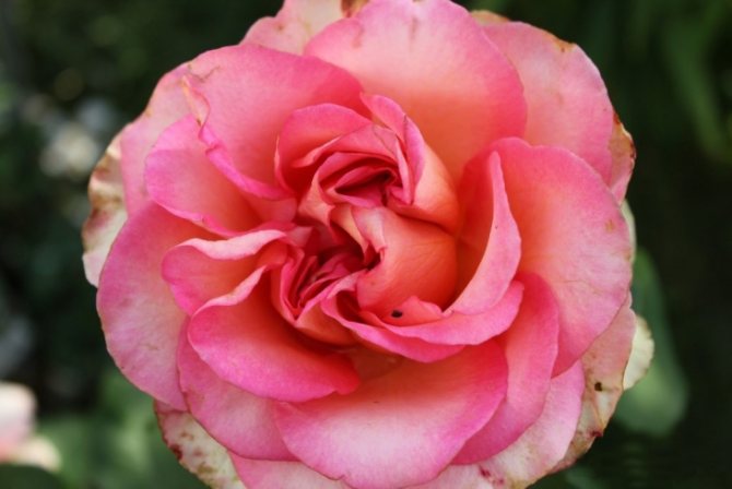 Роза Фантазия Мондиаль