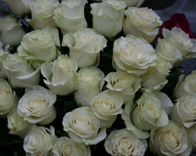 Роза Мондиаль