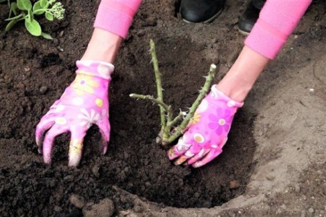 Роза Mondiale (Мондиаль): описание сорта, фото белой, пинк