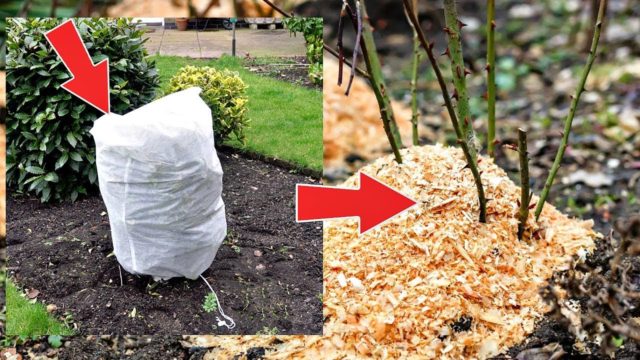 Роза Mondiale (Мондиаль): описание сорта, фото белой, пинк