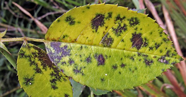 Роза Mondiale (Мондиаль): описание сорта, фото белой, пинк