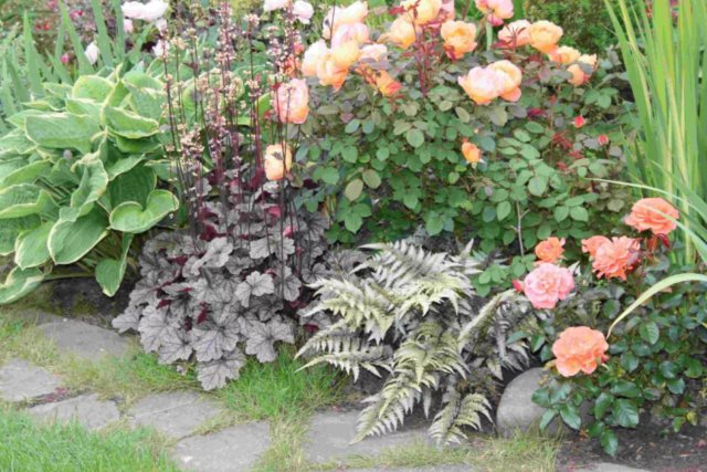 Роза Mondiale (Мондиаль): описание сорта, фото белой, пинк