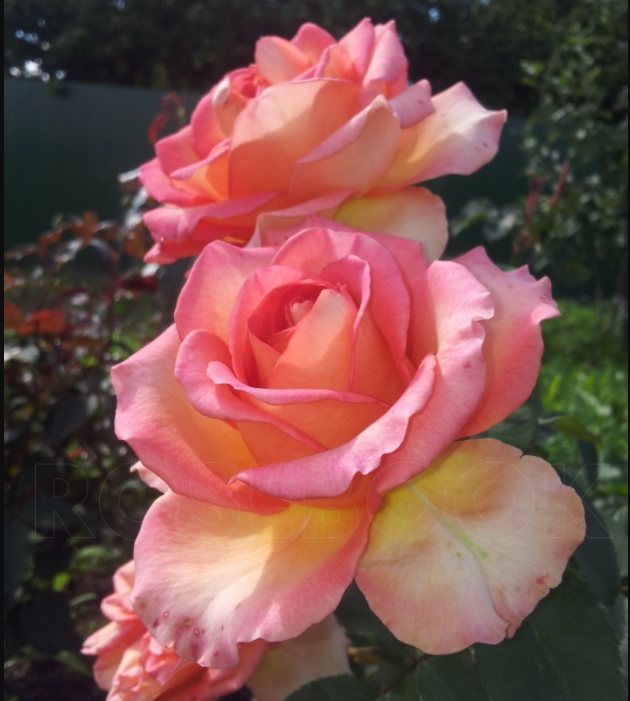 Роза Mondiale (Мондиаль): описание сорта, фото белой, пинк