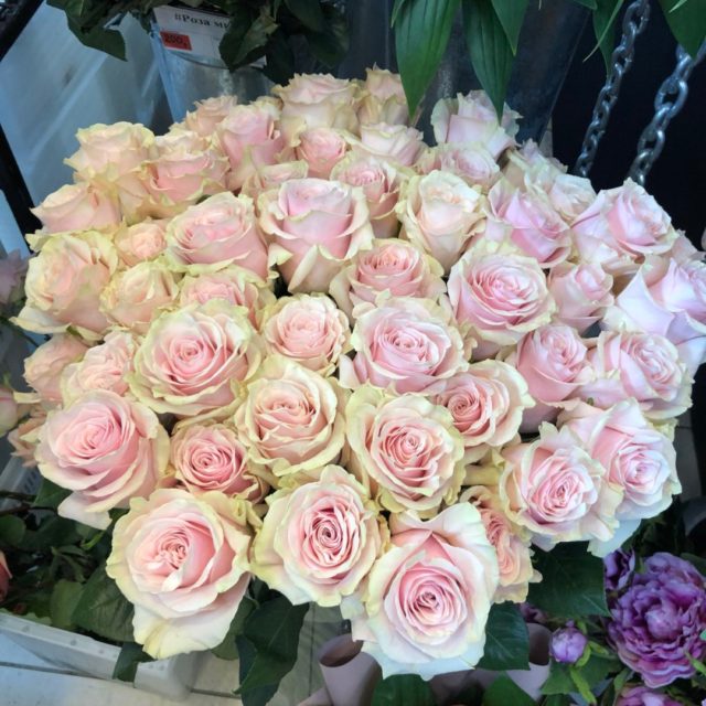 Роза Mondiale (Мондиаль): описание сорта, фото белой, пинк