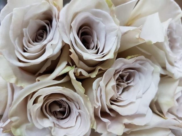 Роза Mondiale (Мондиаль): описание сорта, фото белой, пинк