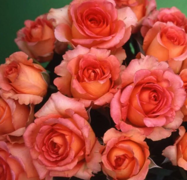 Роза Mondiale (Мондиаль): описание сорта, фото белой, пинк