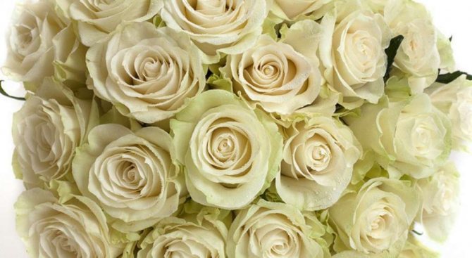 Роза Вайт Мондиаль