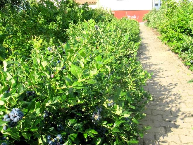 ряды голубики вдоль садовой дорожки