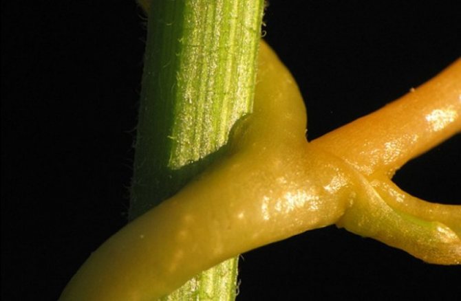 С помощью присосок паразит удерживается на доноре и выкачивает из него питательные вещества