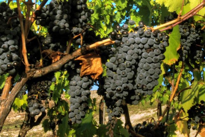 Санджовезе