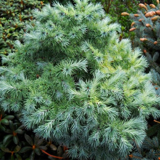 Саженец лиственницы Кемпфера