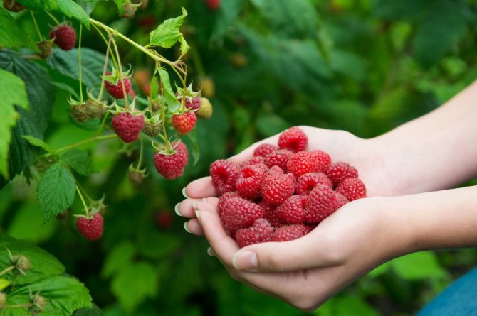 Сбор малины