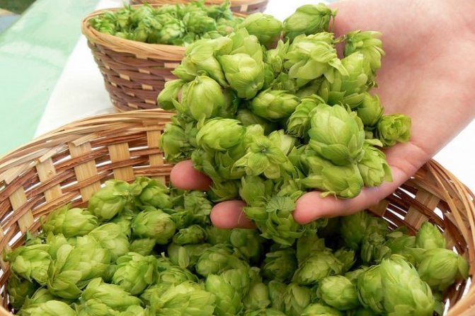 Сбор шишек хмеля