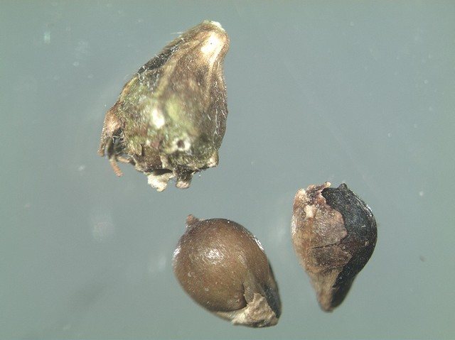 Семечки повилики способны имитировать плоды культурных растений, поэтому их трудно отделить от посевного материала