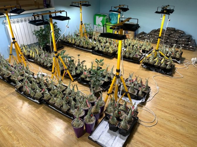 Семена или взрослые адениумы - как выбрать