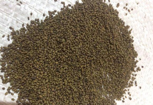 семена люцерны