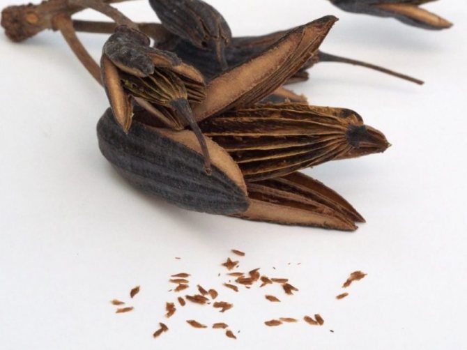 Семена рододендрона