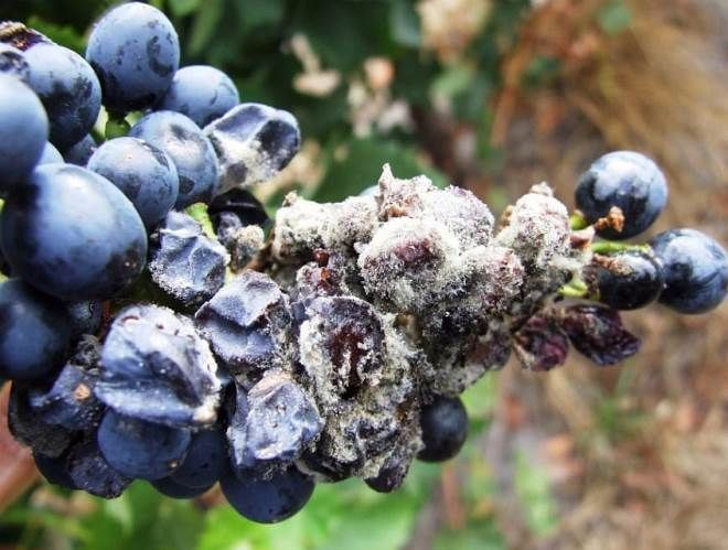 серая гниль