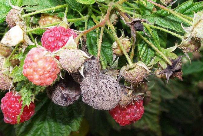 Серая плесень на плодах малины