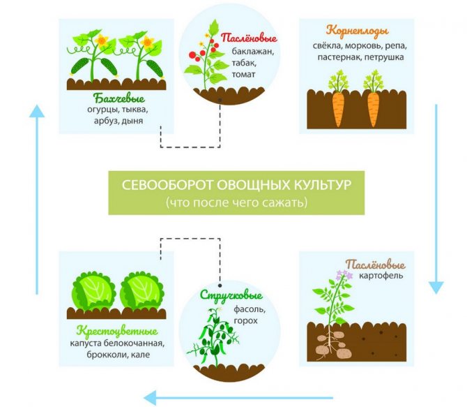 Севооборот овощных культур